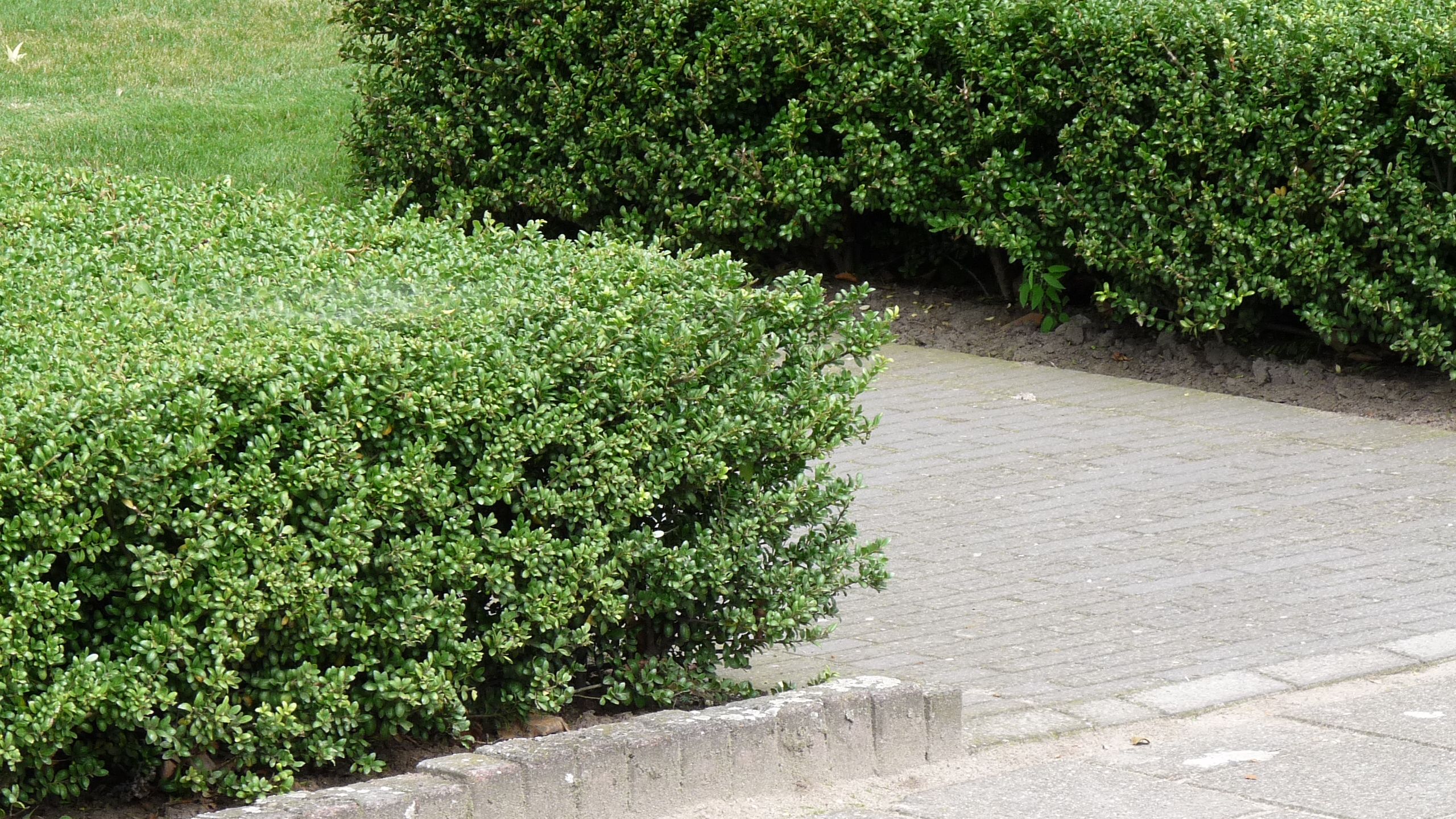 Ilex crenata 'Green Hedge'